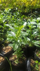 Escallonia paniculata