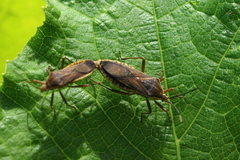 Anasa trilineata