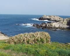 Senecio leucanthemifolius