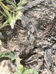 Prenolepis imparis