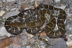 Arizona elegans