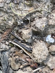 Prenolepis imparis