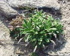 Plantago macrorhiza
