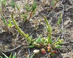 Rumex bucephalophorus gallicus