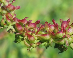 Rumex bucephalophorus gallicus