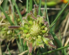 Calendula suffruticosa monardii