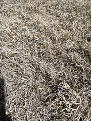 Bouteloua dactyloides