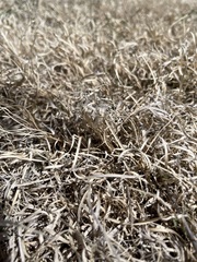 Bouteloua dactyloides