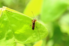 Neopamera bilobata