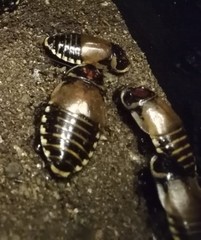 Blaberinae