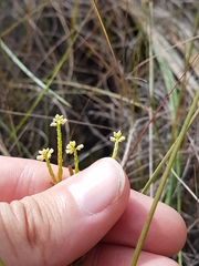 Polygala appressa