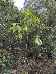 Alstonia macrophylla