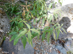 Aldama revoluta
