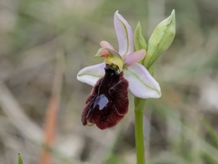 Ophrys bertolonii balearica