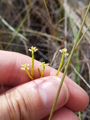 Polygala appressa