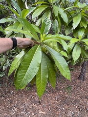 Alstonia macrophylla