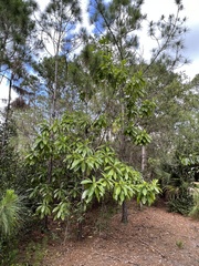 Alstonia macrophylla