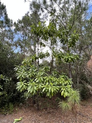 Alstonia macrophylla