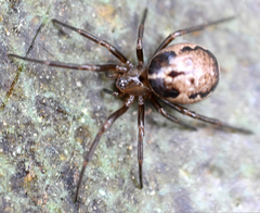 Enoplognatha marmorata