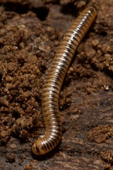 Cylindroiulus boleti