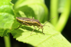 Anasa trilineata