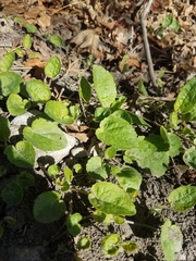 Viola odorata