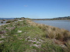 Austrostipa stipoides