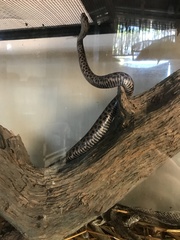 Crotalus polystictus