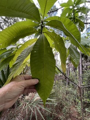 Alstonia macrophylla