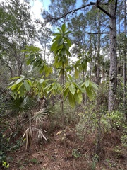 Alstonia macrophylla