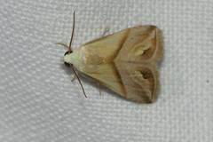 Eublemma roseana