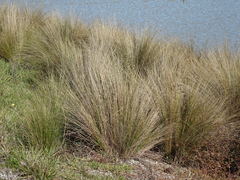 Austrostipa stipoides