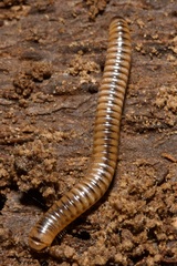 Cylindroiulus boleti