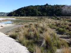 Austrostipa stipoides