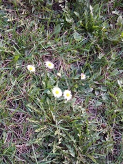Bellis perennis