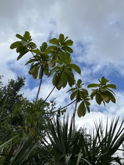 Alstonia macrophylla