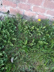 Taraxacum officinale