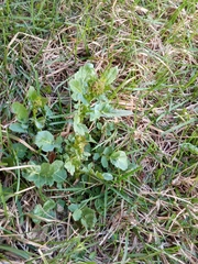 Barbarea vulgaris