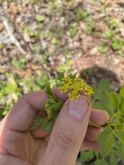 Thaspium barbinode