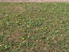 Ficaria verna