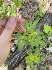 Thaspium barbinode