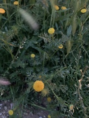 Anacyclus valentinus