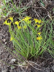 Gagea minima
