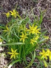 Gagea minima