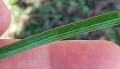 Gagea minima