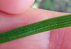Gagea minima