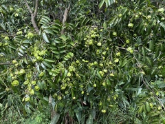 Pterocarpus officinalis