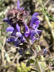 Salvia sclareoides