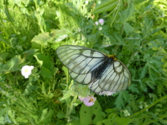 Parnassius glacialis