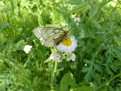 Parnassius glacialis